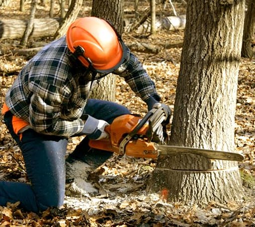 Tree Removal in Raymond, MS